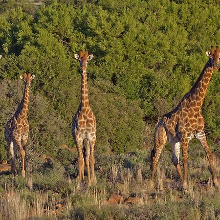 Ko Ka Tsara Bush Camp Villa Beaufort West Dış mekan fotoğraf