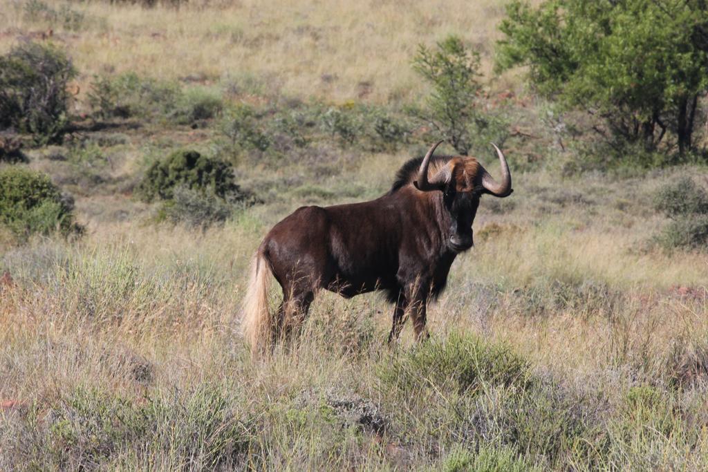 Ko Ka Tsara Bush Camp Villa Beaufort West Dış mekan fotoğraf